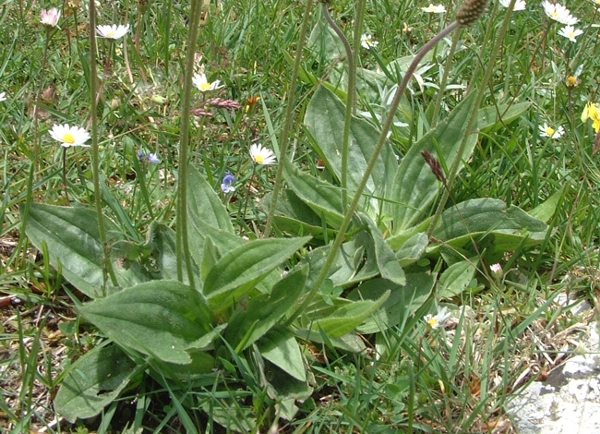 Plantago media / Piantaggine pelosa